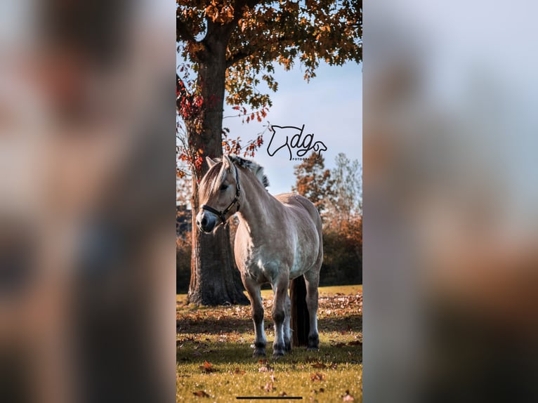 Chevaux fjord Hongre 6 Ans 145 cm in Tilburg