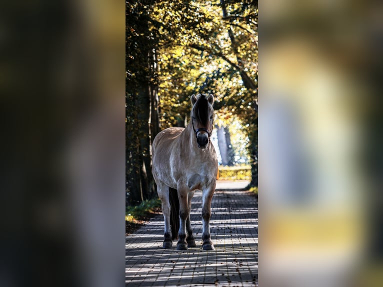 Chevaux fjord Hongre 6 Ans 145 cm in Tilburg