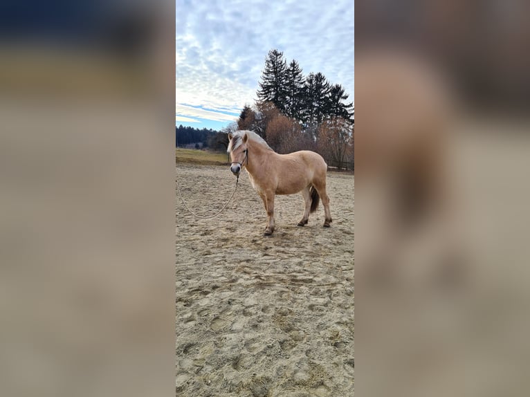 Chevaux fjord Hongre 6 Ans 146 cm Isabelle in Freising