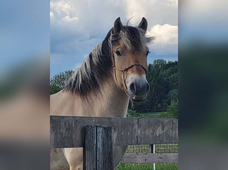 Chevaux fjord Hongre 6 Ans 150 cm Isabelle in Lichtenau