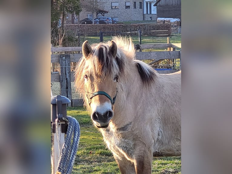 Chevaux fjord Hongre 6 Ans 150 cm Isabelle in Lichtenau