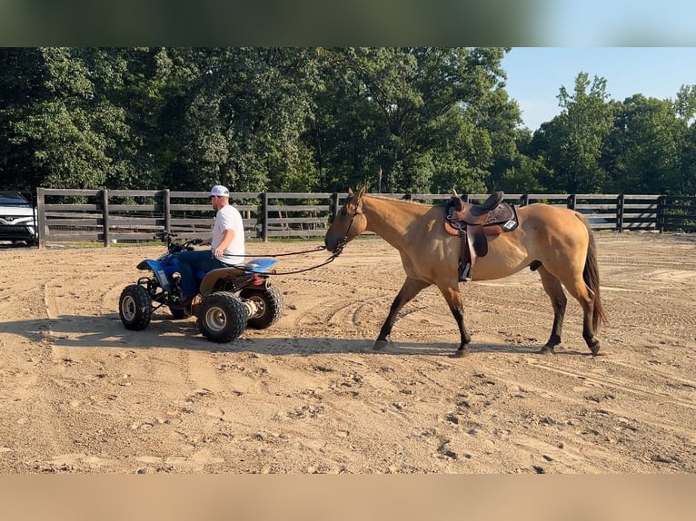 Chevaux fjord Croisé Hongre 6 Ans 157 cm Isabelle in Clover, SC