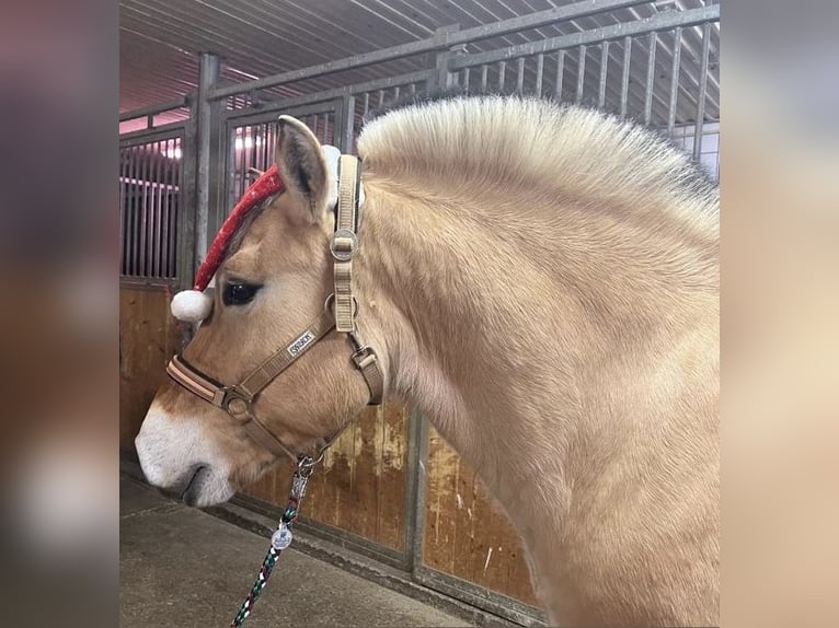 Chevaux fjord Hongre 6 Ans in Lichtenstein- Unterhausen