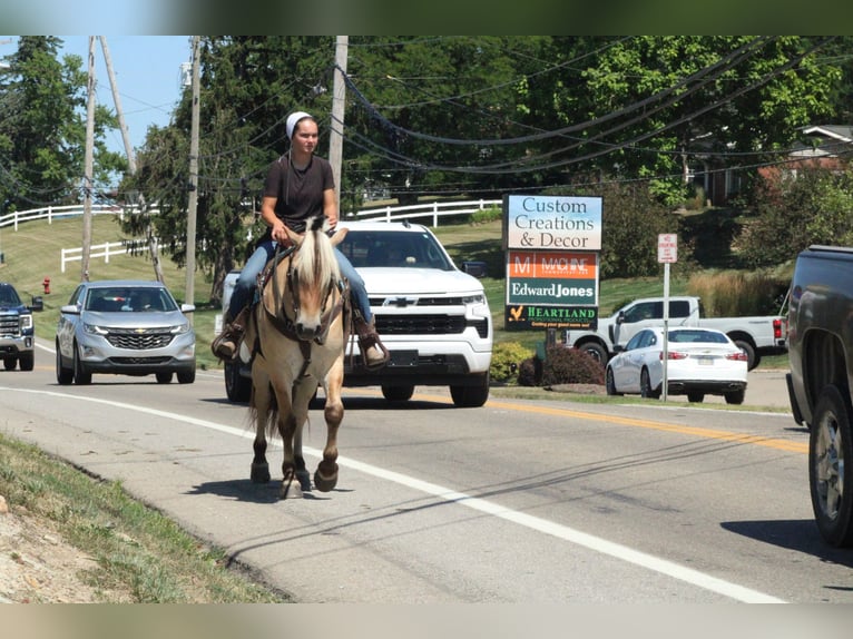 Chevaux fjord Hongre 6 Ans Palomino in Millersburg