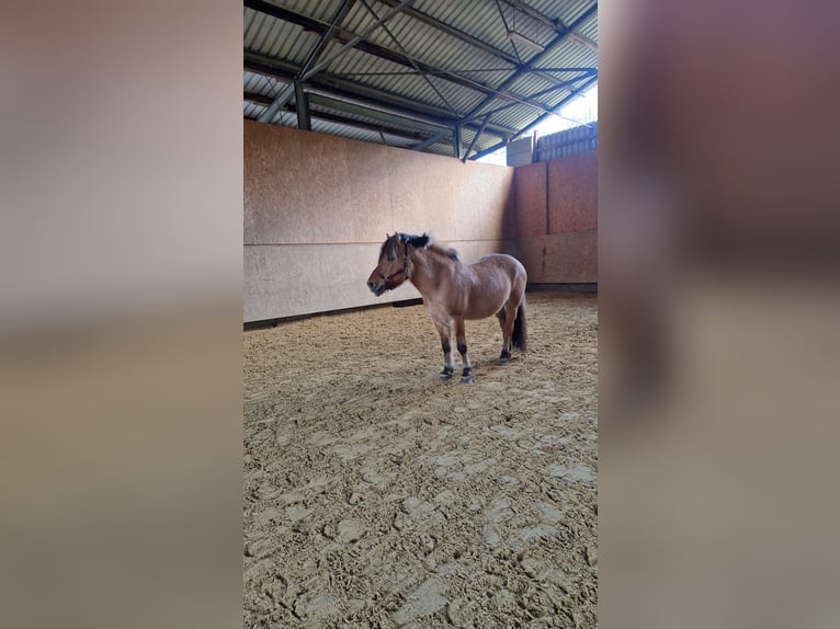 Chevaux fjord Hongre 7 Ans 138 cm  in Arisdorf