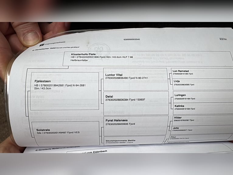 Chevaux fjord Hongre 7 Ans 140 cm  in Renchen