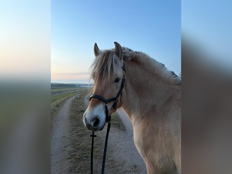 Chevaux fjord Hongre 7 Ans 140 cm  in Renchen