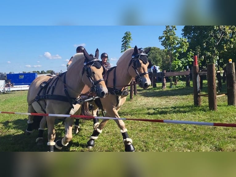 Chevaux fjord Hongre 7 Ans 144 cm Isabelle in Laubach