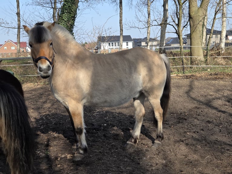 Chevaux fjord Hongre 7 Ans 145 cm Isabelle in Grasberg