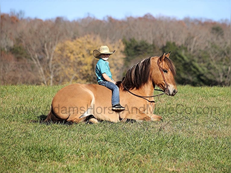 Chevaux fjord Hongre 7 Ans 155 cm Buckskin in Mount Vernon