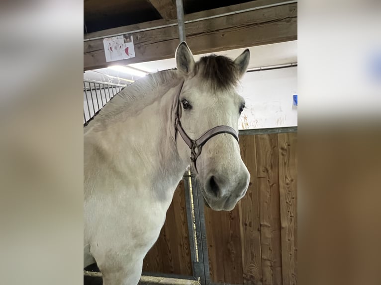 Chevaux fjord Hongre 8 Ans 140 cm Blanc in Neustadt in Sachsen