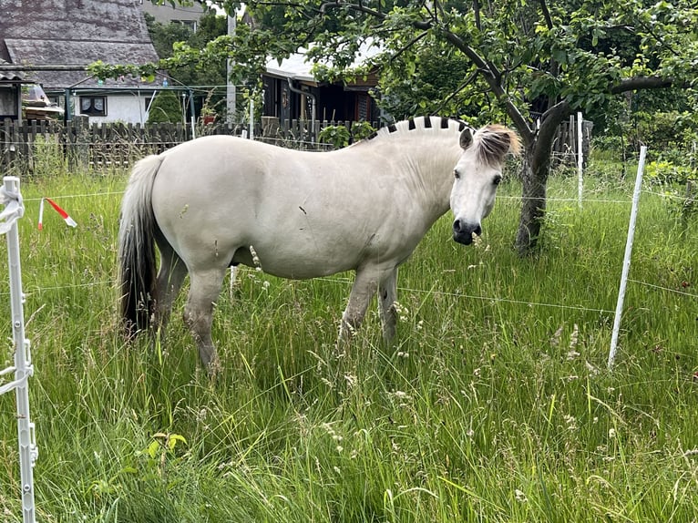 Chevaux fjord Hongre 8 Ans 140 cm Blanc in Neustadt in Sachsen