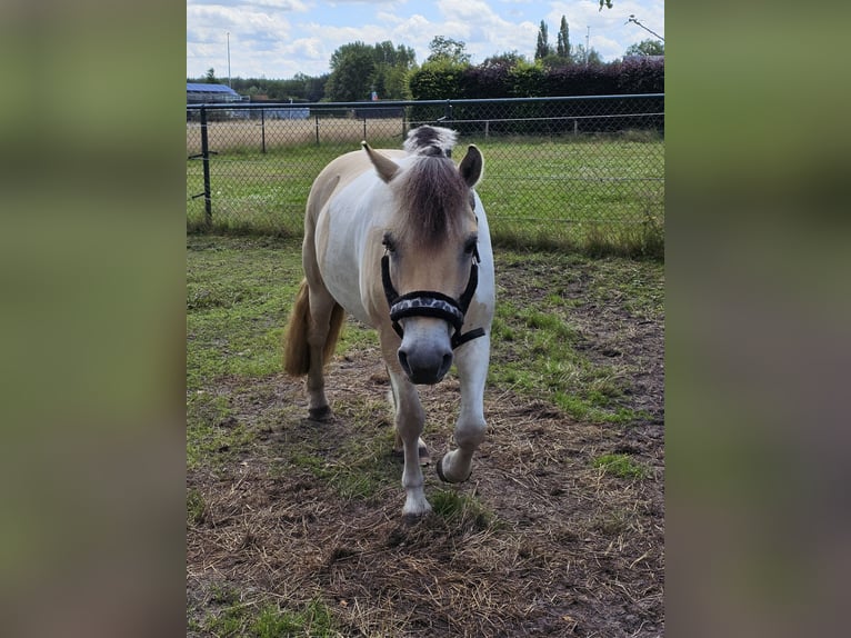 Chevaux fjord Croisé Hongre 8 Ans 140 cm  in Achel