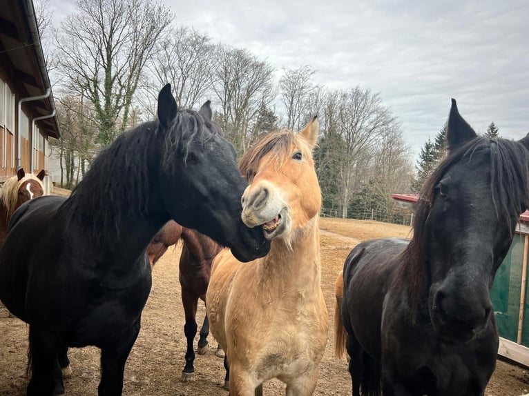 Chevaux fjord Hongre 8 Ans 143 cm Isabelle in w&#xF6;llersdorf