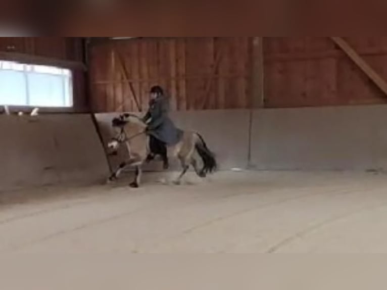 Chevaux fjord Hongre 8 Ans 143 cm Isabelle in w&#xF6;llersdorf