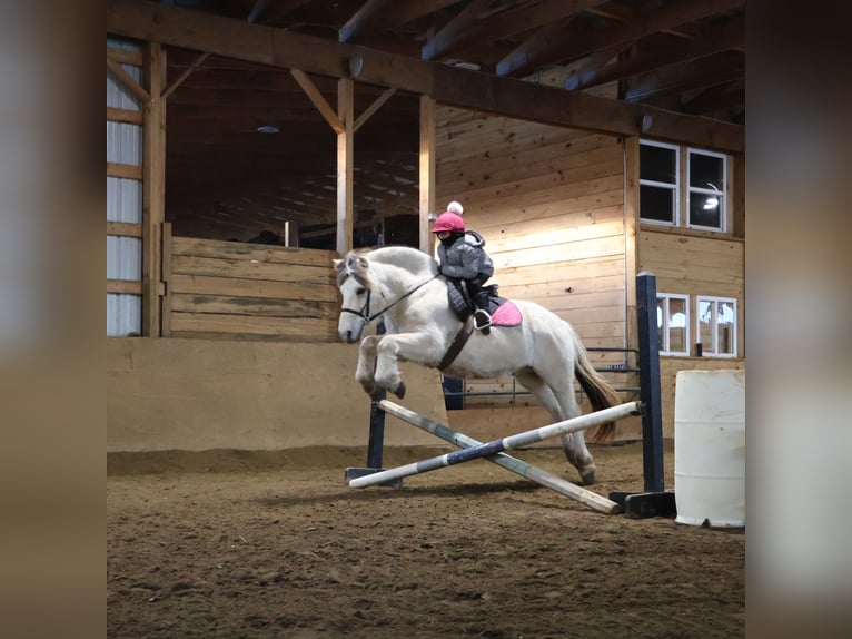 Chevaux fjord Hongre 8 Ans 145 cm Blanc in Howell