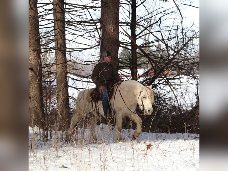 Chevaux fjord Hongre 8 Ans 145 cm Blanc in Howell