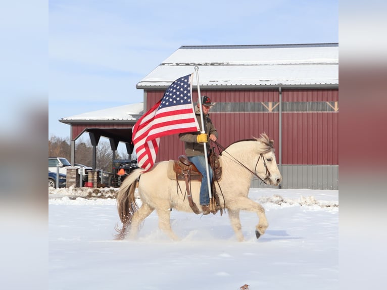 Chevaux fjord Hongre 8 Ans 145 cm Blanc in Howell