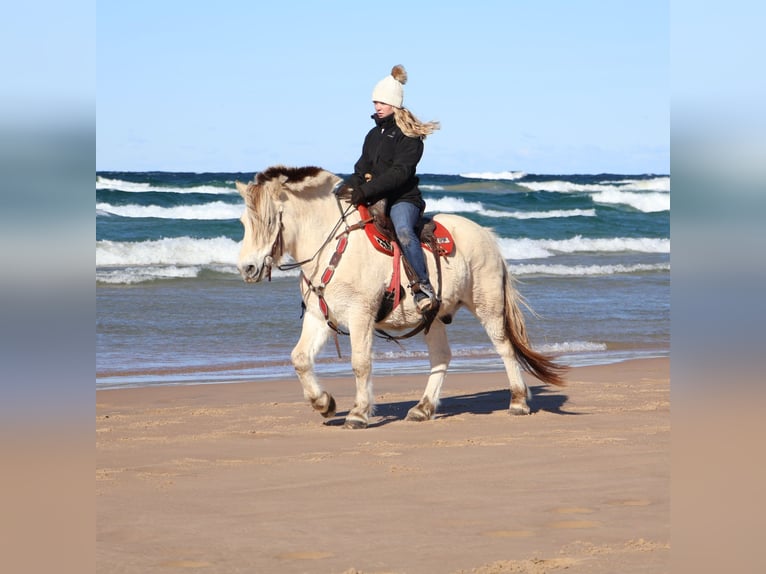 Chevaux fjord Hongre 8 Ans 145 cm Blanc in Howell