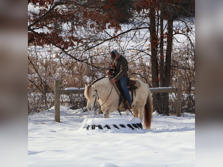 Chevaux fjord Hongre 8 Ans 145 cm Blanc in Howell