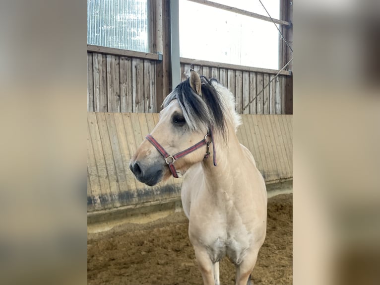 Chevaux fjord Hongre 8 Ans 145 cm Isabelle in Iggingen