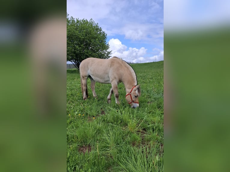 Chevaux fjord Hongre 8 Ans 146 cm Isabelle in Nisterberg