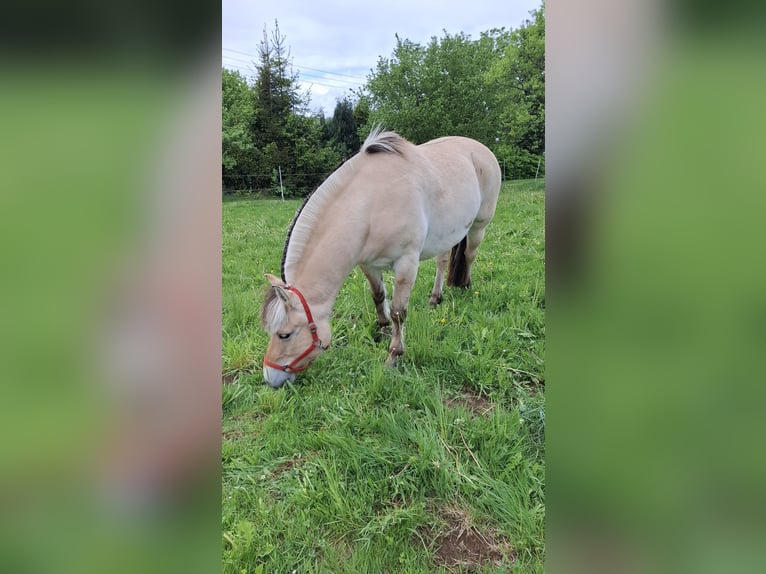 Chevaux fjord Hongre 8 Ans 146 cm Isabelle in Nisterberg