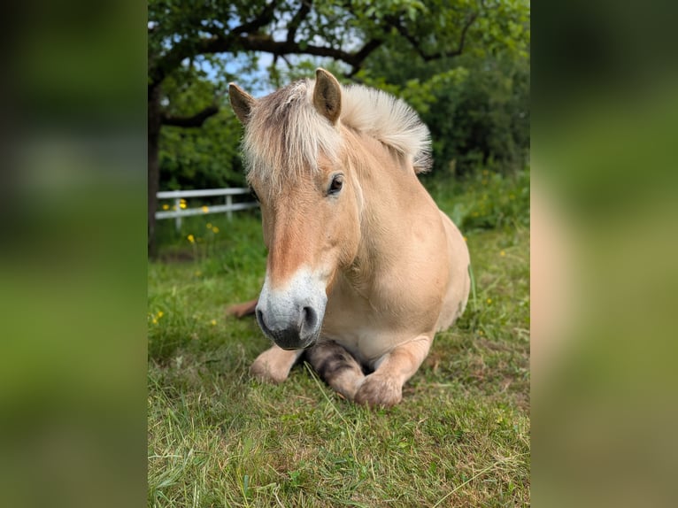 Chevaux fjord Hongre 8 Ans 148 cm Isabelle in Breuberg