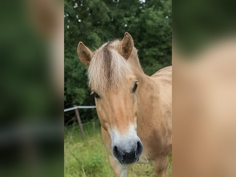 Chevaux fjord Hongre 8 Ans 148 cm Isabelle in Breuberg