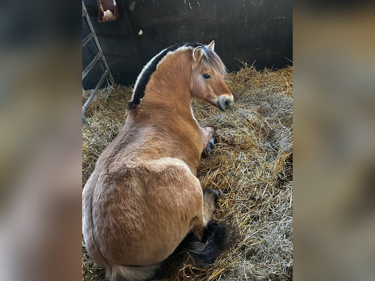 Chevaux fjord Hongre 8 Ans 151 cm Isabelle in Hamburg Allermöhe