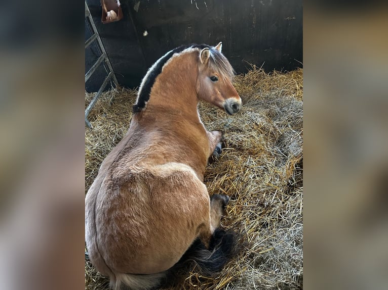 Chevaux fjord Hongre 8 Ans 152 cm Bai clair in Hamburg Kirchwerder