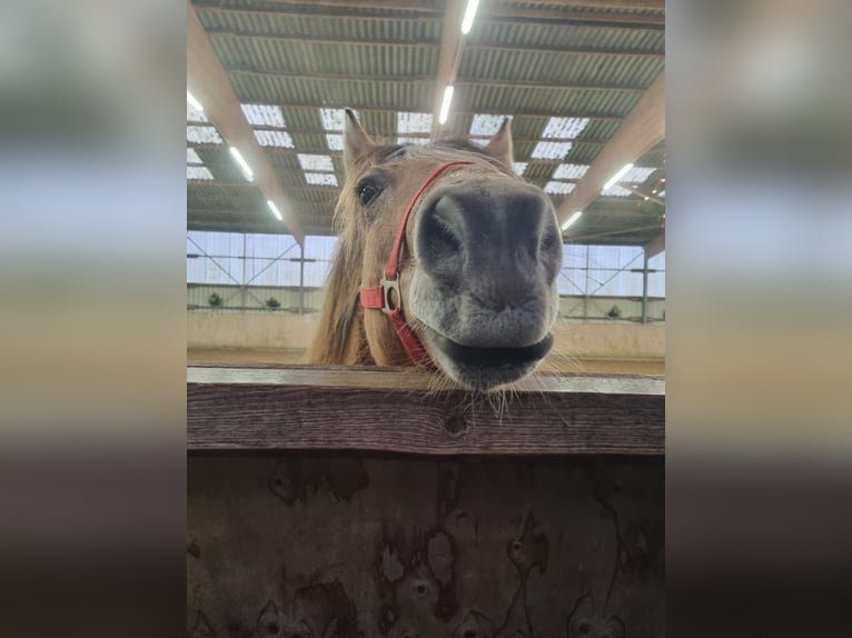 Chevaux fjord Hongre 8 Ans 152 cm Bai clair in Hamburg Kirchwerder