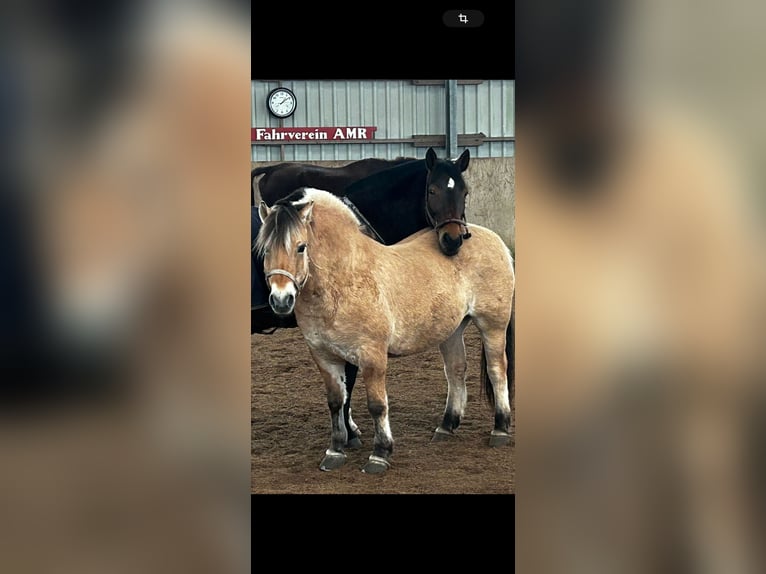 Chevaux fjord Hongre 8 Ans 152 cm Bai clair in Hamburg Kirchwerder