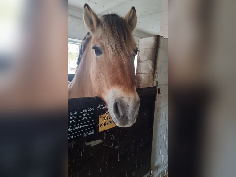 Chevaux fjord Hongre 8 Ans 152 cm Bai clair in Hamburg Kirchwerder