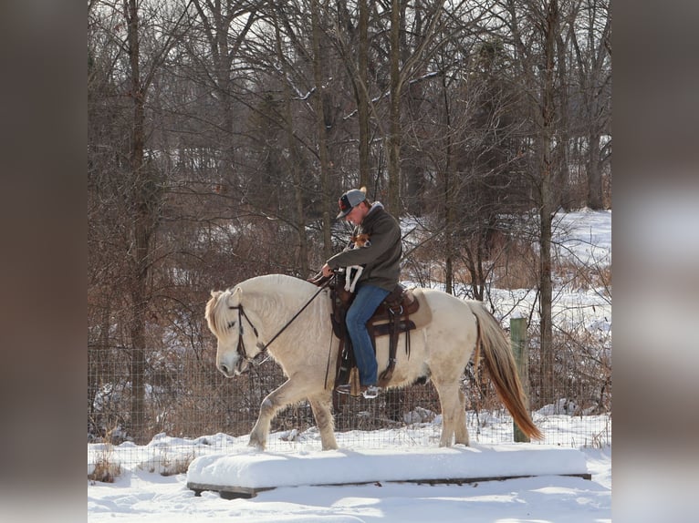 Chevaux fjord Hongre 8 Ans Isabelle in Howell