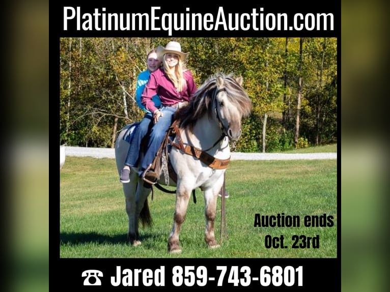 Chevaux fjord Hongre 9 Ans 142 cm Buckskin in Ghent, KY