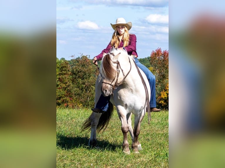 Chevaux fjord Hongre 9 Ans 142 cm Buckskin in Ghent, KY