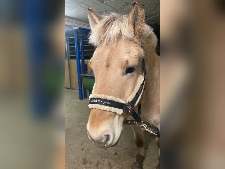 Chevaux fjord Hongre 9 Ans 149 cm Isabelle in Kaufbeuren