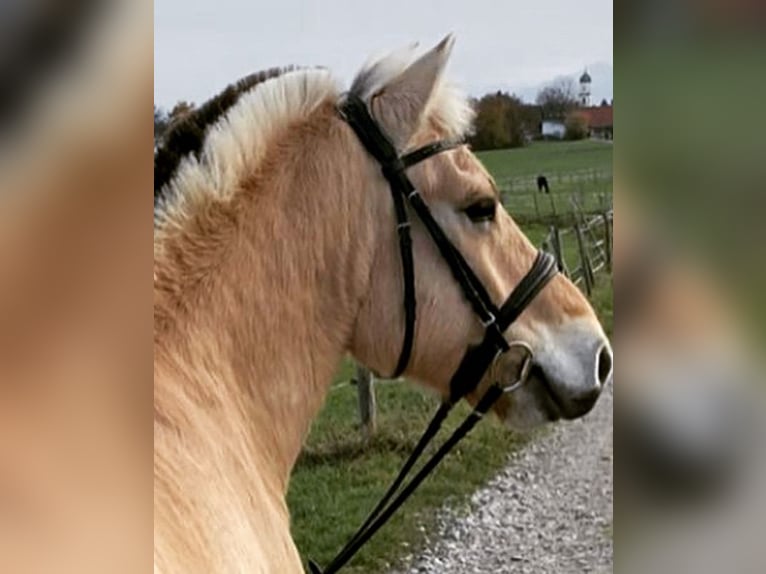 Chevaux fjord Hongre 9 Ans 149 cm Isabelle in Kaufbeuren