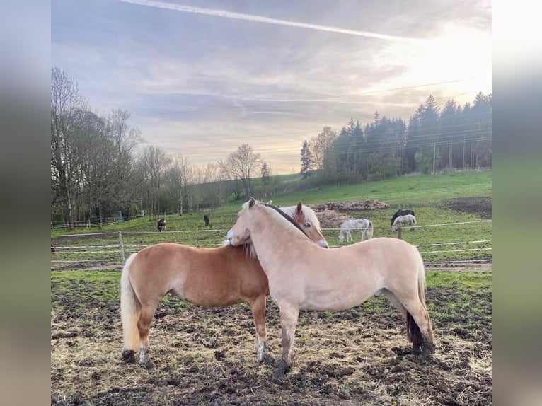 Chevaux fjord Hongre 9 Ans 149 cm Isabelle in Kaufbeuren