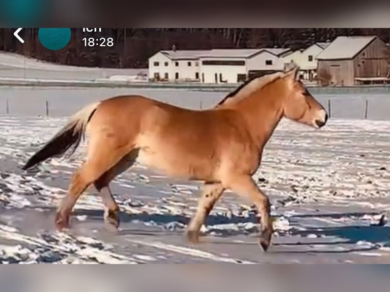 Chevaux fjord Hongre 9 Ans 149 cm Isabelle in Kaufbeuren