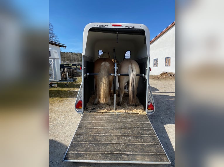 Chevaux fjord Hongre 9 Ans 149 cm Isabelle in Kaufbeuren