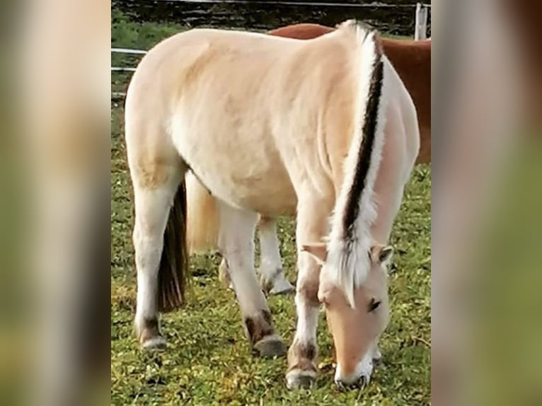 Chevaux fjord Hongre 9 Ans 149 cm Isabelle in Kaufbeuren