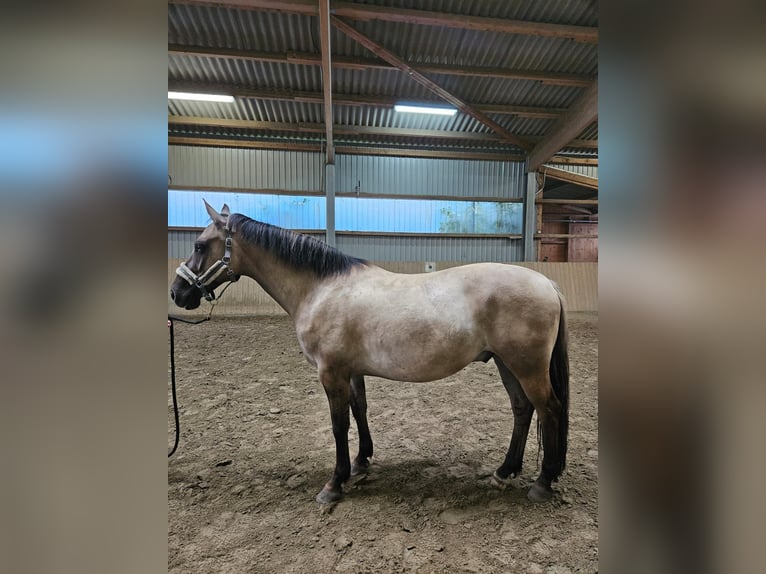 Chevaux fjord Croisé Hongre 9 Ans 155 cm Isabelle in Handewitt