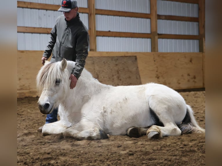 Chevaux fjord Hongre 9 Ans Isabelle in Howell