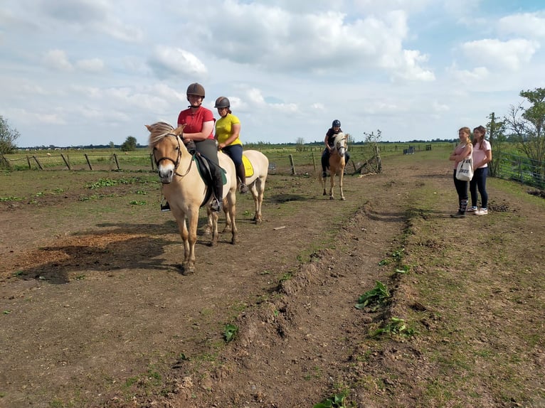 Chevaux fjord Jument 10 Ans 141 cm in Montfoort