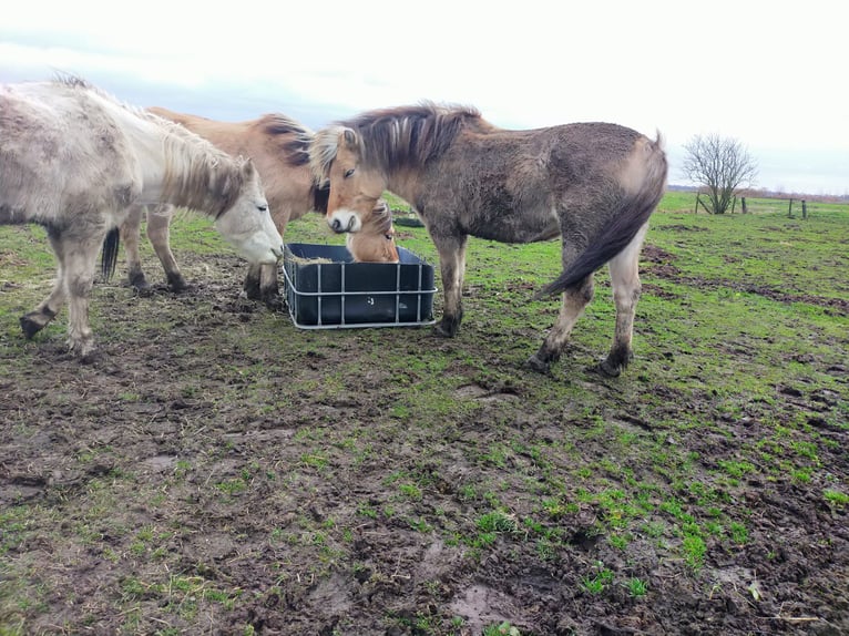 Chevaux fjord Jument 10 Ans 141 cm in Montfoort