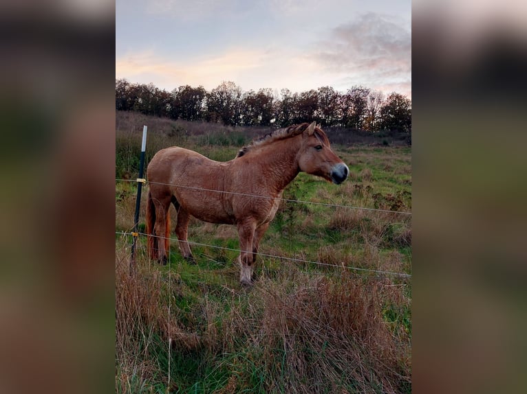 Chevaux fjord Croisé Jument 10 Ans 149 cm Isabelle in Monzingen