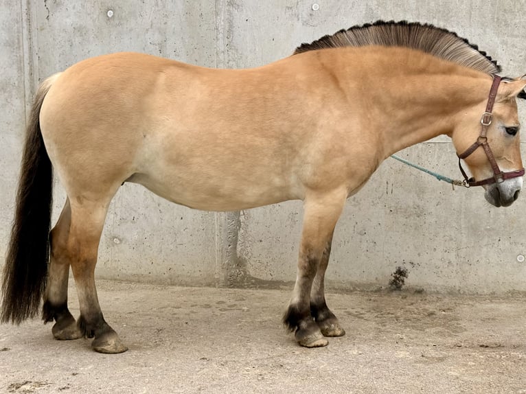 Chevaux fjord Jument 10 Ans 151 cm Isabelle in Heimsheim