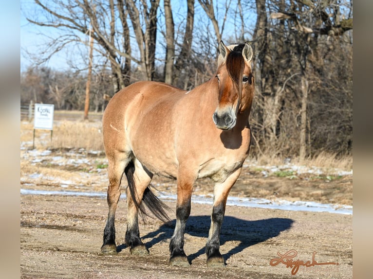 Chevaux fjord Jument 10 Ans 155 cm Alezan cuivré in Canistota